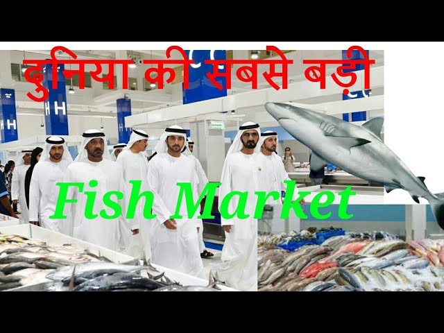 New Fish market Dubai| The Waterfront market|biggest fish market in world
